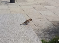 Passer domesticus