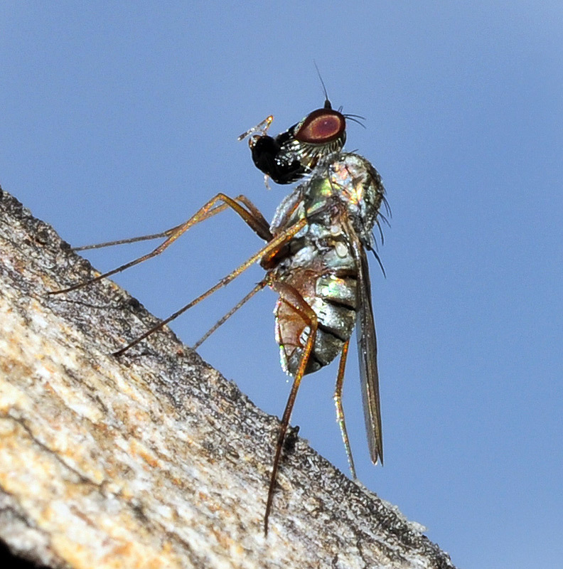 Medeterini
