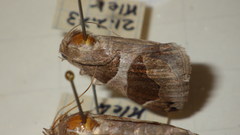 Dysgonia algira