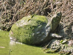 Geoclemys hamiltonii