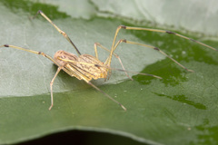 Scytodes pallida