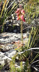 Polygala bracteolata