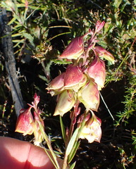 Polygala bracteolata