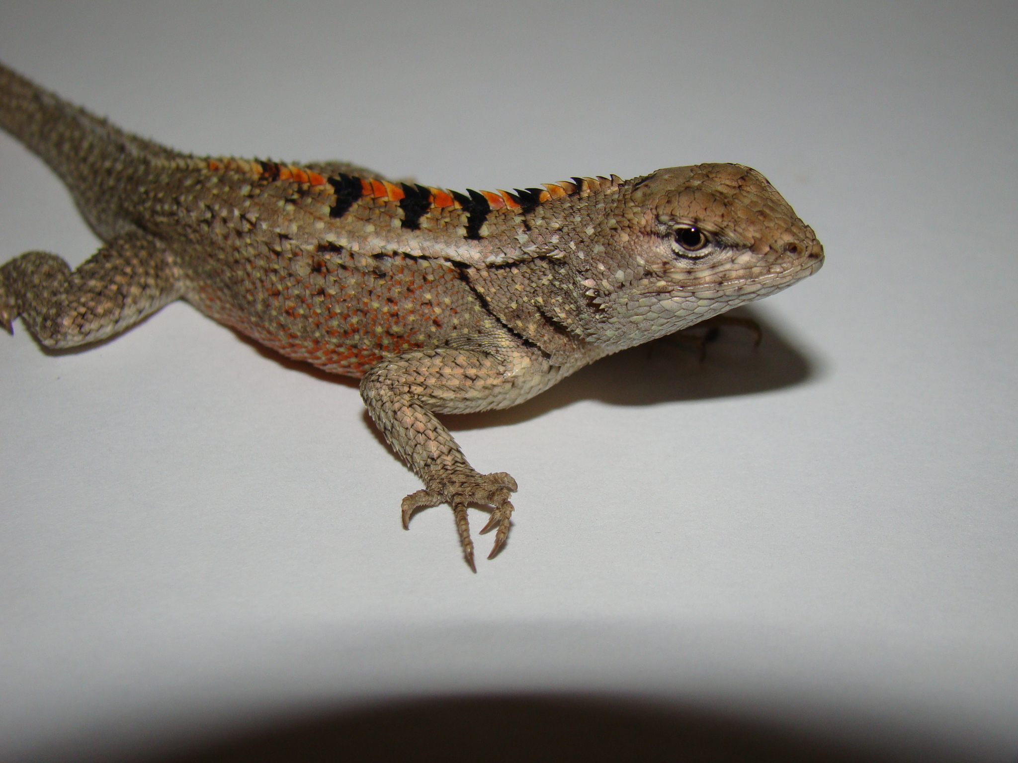 Microlophus occipitalis image