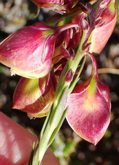 Polygala bracteolata