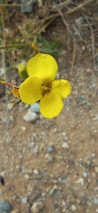 Diplotaxis tenuifolia