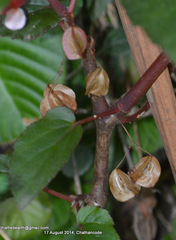 Begonia malabarica