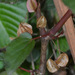 Begonia malabarica - Photo (c) Chief RedEarth,  זכויות יוצרים חלקיות (CC BY-NC-ND), הועלה על ידי Chief RedEarth