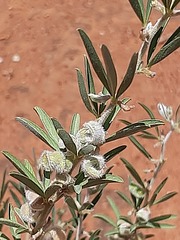 Ptycholobium contortum