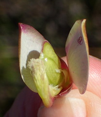Polygala bracteolata