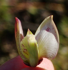 Polygala bracteolata