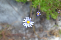 Felicia aethiopica