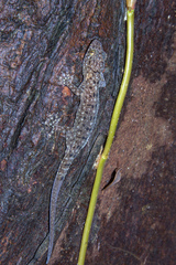Gekko monarchus