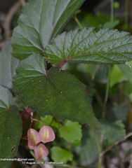 Begonia malabarica