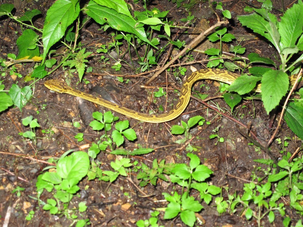 Habu (Protobothrops flavoviridis) Snakes and Lizards