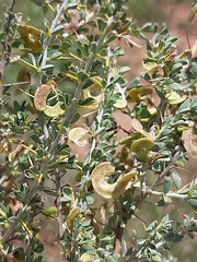 Indigofera circinnata