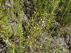 Phylica debilis
