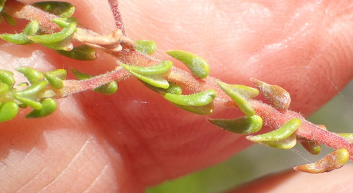 Image of Phylica debilis by (c) Nicola van Berkel, some rights reserved (CC BY-SA)