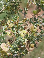 Indigofera circinnata