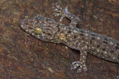 Gekko monarchus