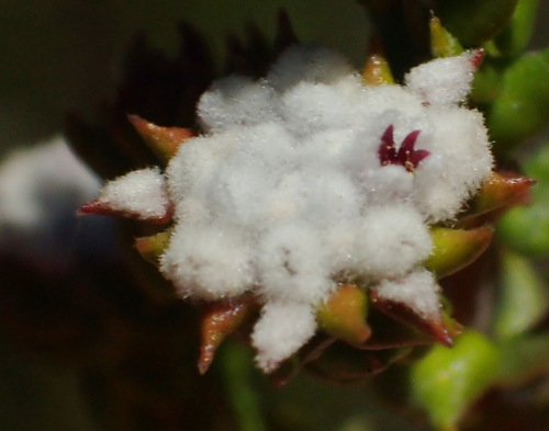 Image of Phylica debilis by (c) Nicola van Berkel, some rights reserved (CC BY-SA)