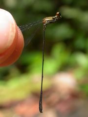 Elattoneura analis