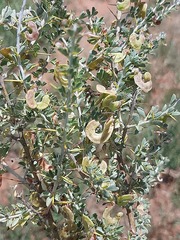 Indigofera circinnata