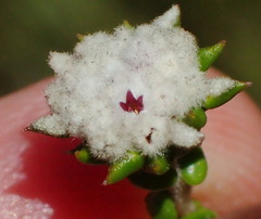 Phylica debilis