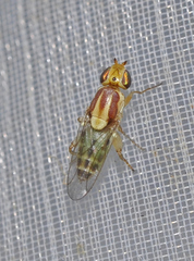 Meromyza femorata