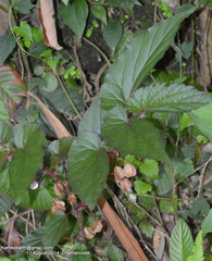 Begonia malabarica
