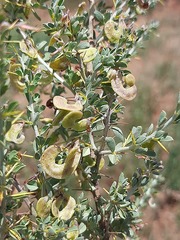 Indigofera circinnata