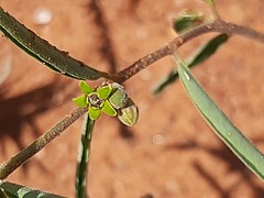 Raphionacme velutina