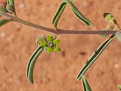 Raphionacme velutina