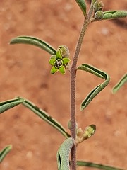 Raphionacme velutina