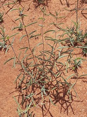 Raphionacme velutina
