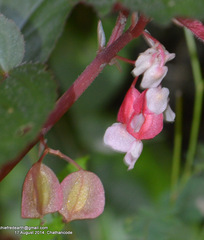 Begonia malabarica
