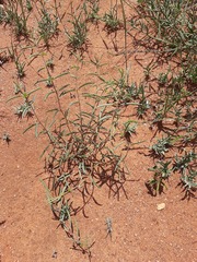 Raphionacme velutina
