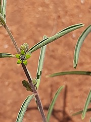 Raphionacme velutina