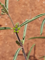 Raphionacme velutina