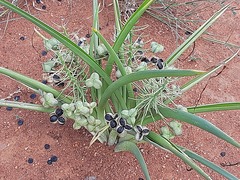 Albuca seineri