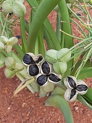 Albuca seineri