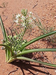 Albuca seineri