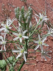 Albuca seineri