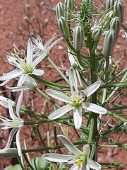 Albuca seineri