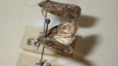 Bryophilinae