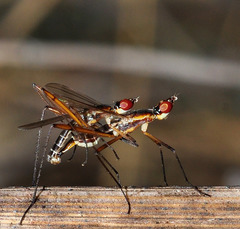 Micropeza grallatrix