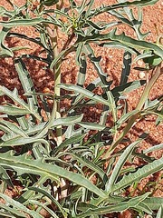 Jatropha erythropoda