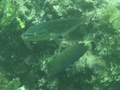Anampses lineatus