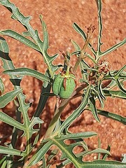 Jatropha erythropoda
