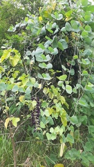 Mucuna pruriens utilis